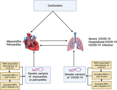 Causal relationship between COVID-19 and myocarditis or pericarditis risk: a bidirectional Mendelian randomization study